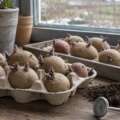 Why seed potatoes wake before spring