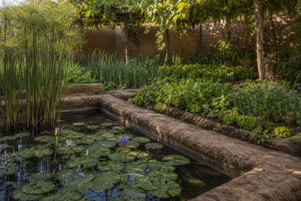 Close photorealistic view of an Egyptian garden pond edge with papyrus, water lilies, grape shade, herbs, and vegetable beds.