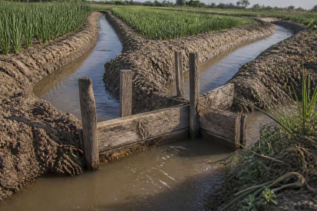 Rough wooden sluice gate at an earthen Mesopotamian canal junction with muddy branch channels and crop beds.