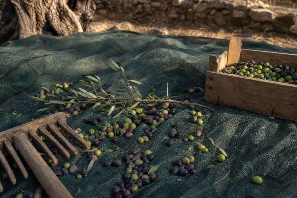 Mixed-ripe olives on a harvest net beside a wooden crate and olive rake beneath an old tree.