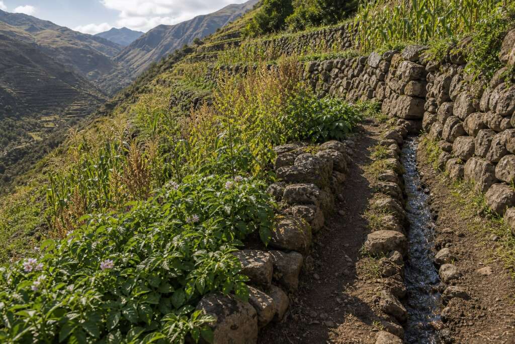 Stone-walled mountain terraces with potato foliage, tall grain-like crops, a narrow footpath, and an irrigation rill.