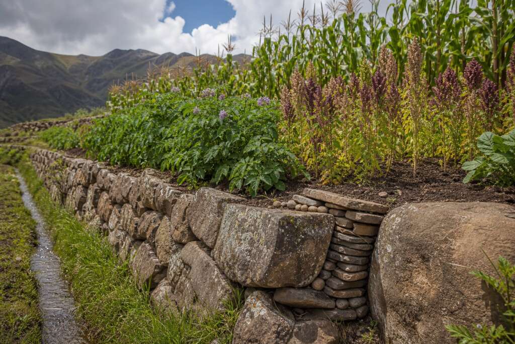 Stone Andean terrace wall with drainage stones, potato plants, quinoa seed heads, maize, and a narrow water channel.