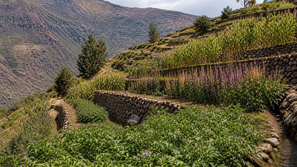 Inca terraces and the mountain as a garden