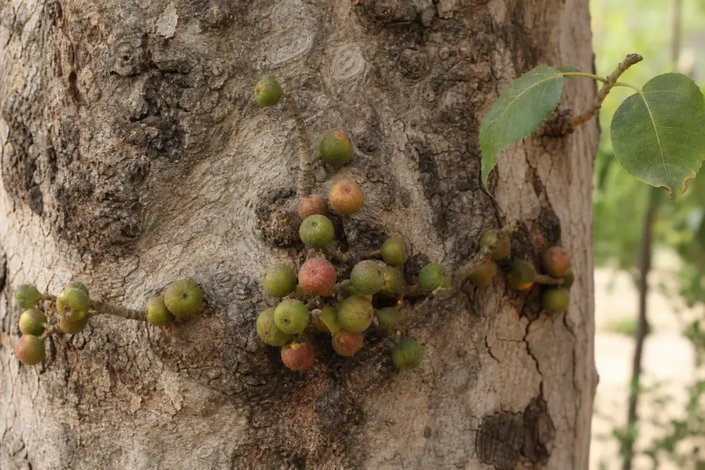 Clusters of green and orange-red sycomore figs growing directly from a mature tree trunk.