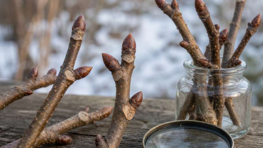 What winter buds are hiding