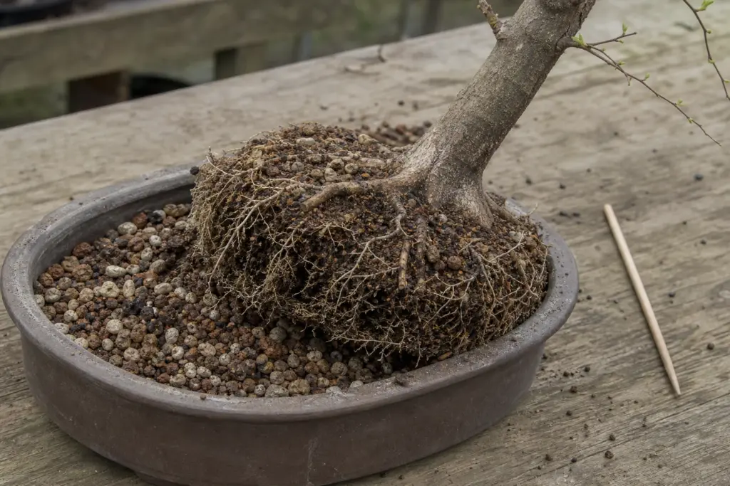 Fine roots and coarse potting mix visible around a Chinese elm rootball partly lifted from its training pot.