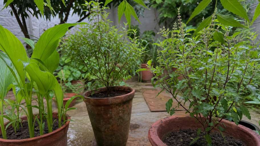 Ancient India’s healing plants, grown with care