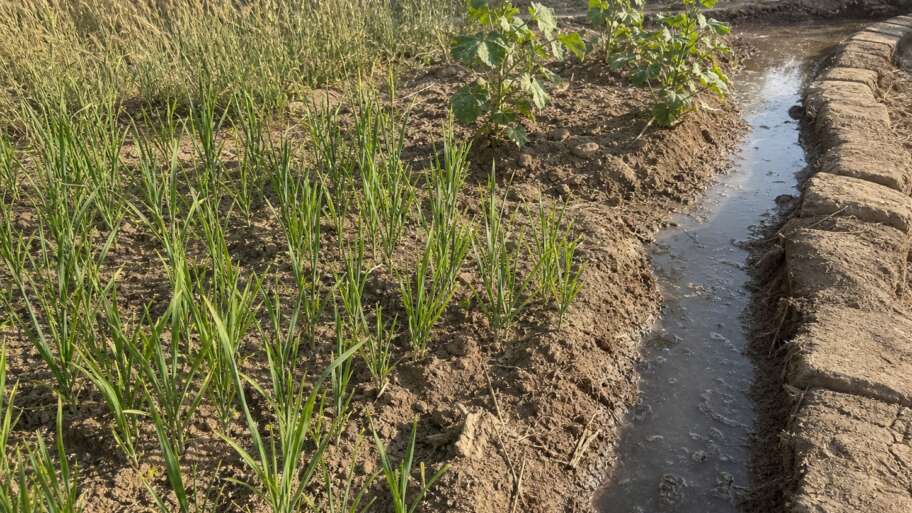 What Indus Valley farmers grew with river and monsoon