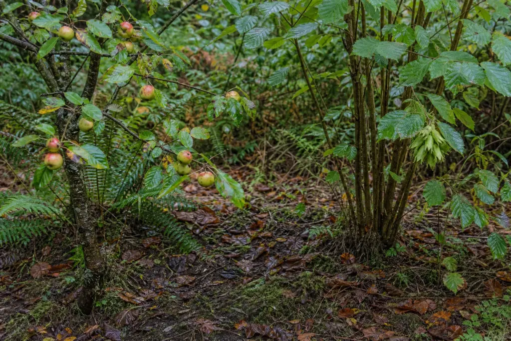 A small fruiting crabapple tree beside a multi-stemmed hazelnut shrub at an open, leaf-littered woodland edge.