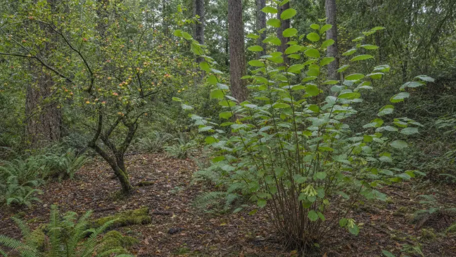 Indigenous forest gardens, without the fantasy of wilderness