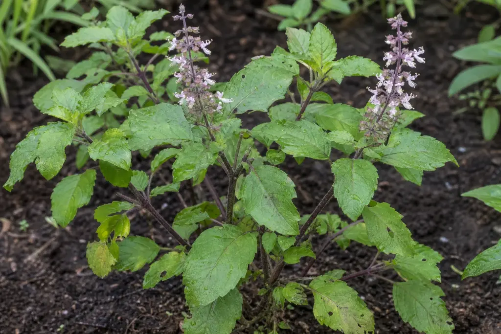 Close view of a living tulsi plant with paired toothed leaves, purple-green hairy stems, and small pale flower clusters.