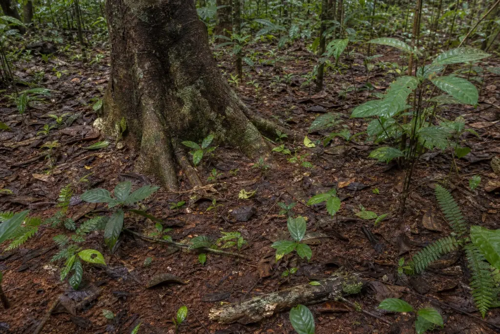 Seedlings and ferns growing through damp leaf litter around the roots of a mature evergreen tree.