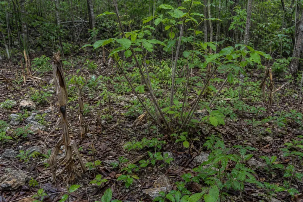 Maize stubble among leaf litter, limestone, coppice shoots, and young secondary vegetation.