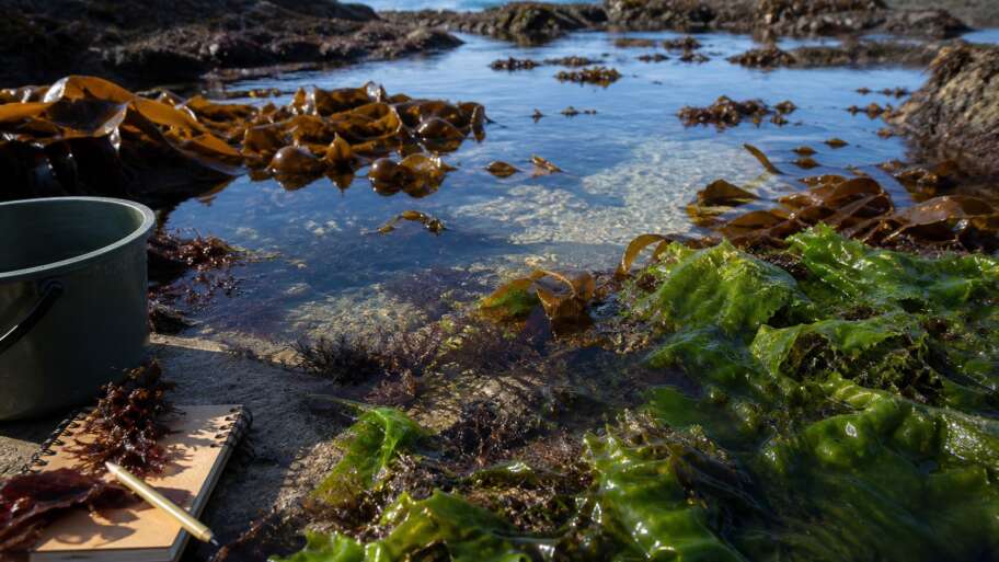 Seaweed gardening starts with the coast, not a pot