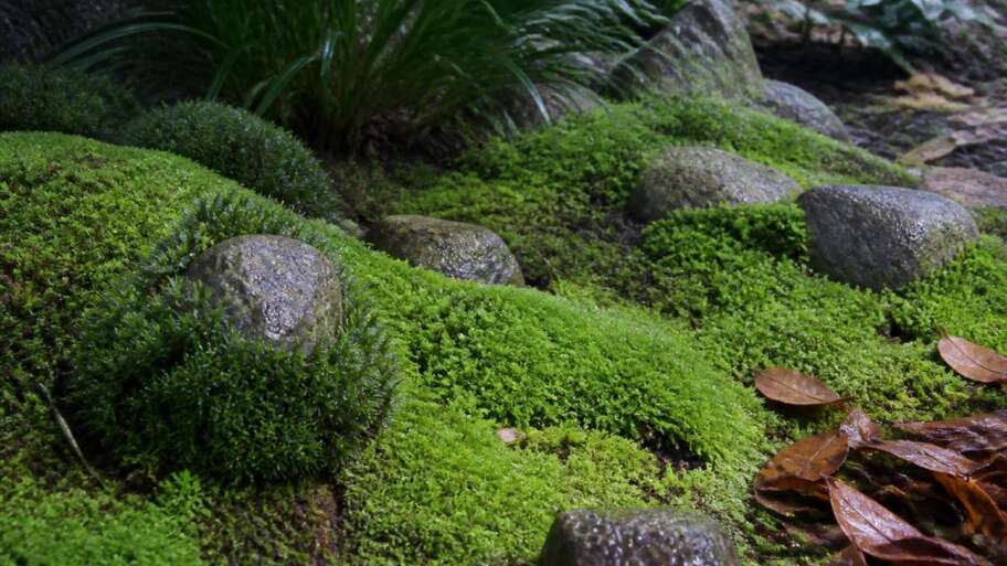 Moss care for a garden that wants to stay small
