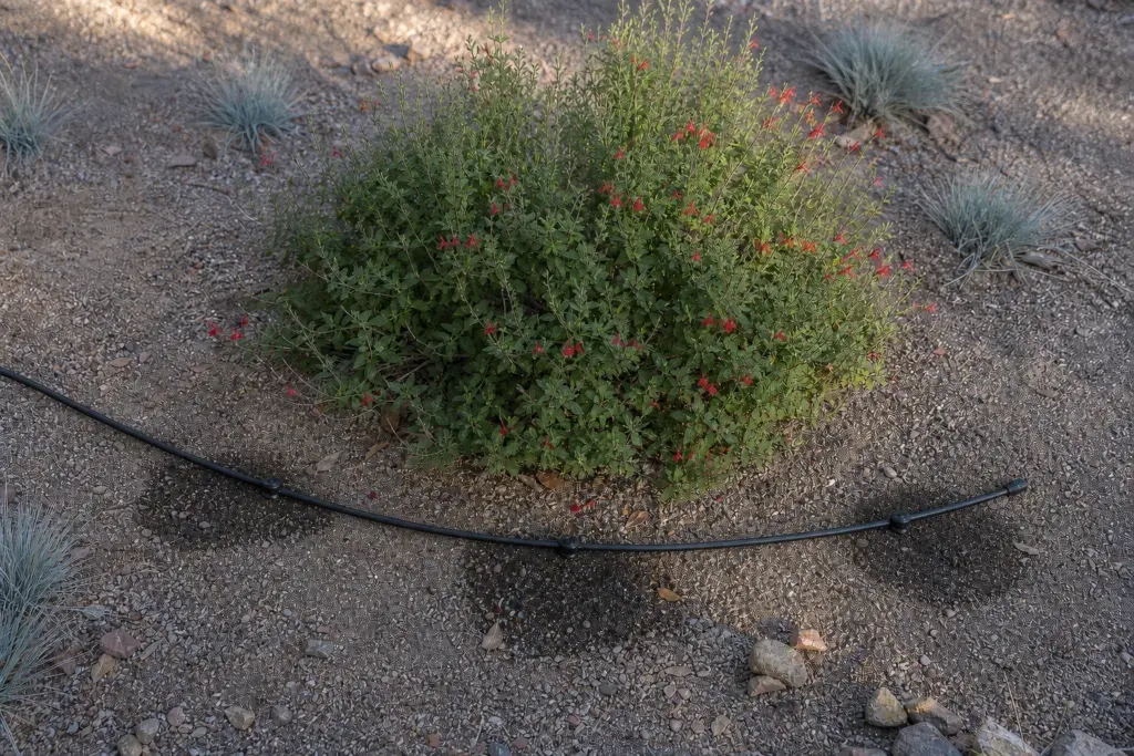 Three drip emitters spaced in an arc around a mature red-flowering shrub in gravel mulch.