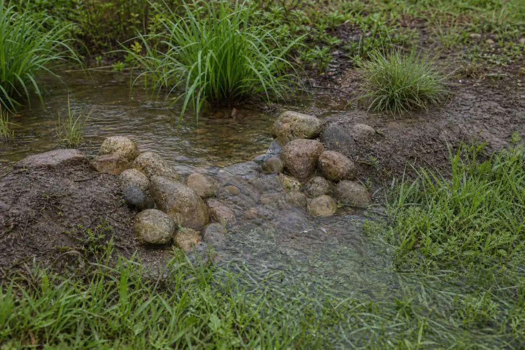 A shallow sheet of rainwater passes through a stone-lined notch in a planted rain garden berm.