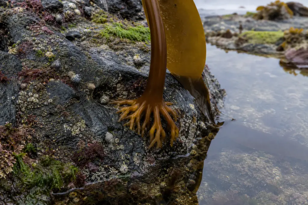 Brown kelp holdfast gripping wet rock beside a shallow tide pool.