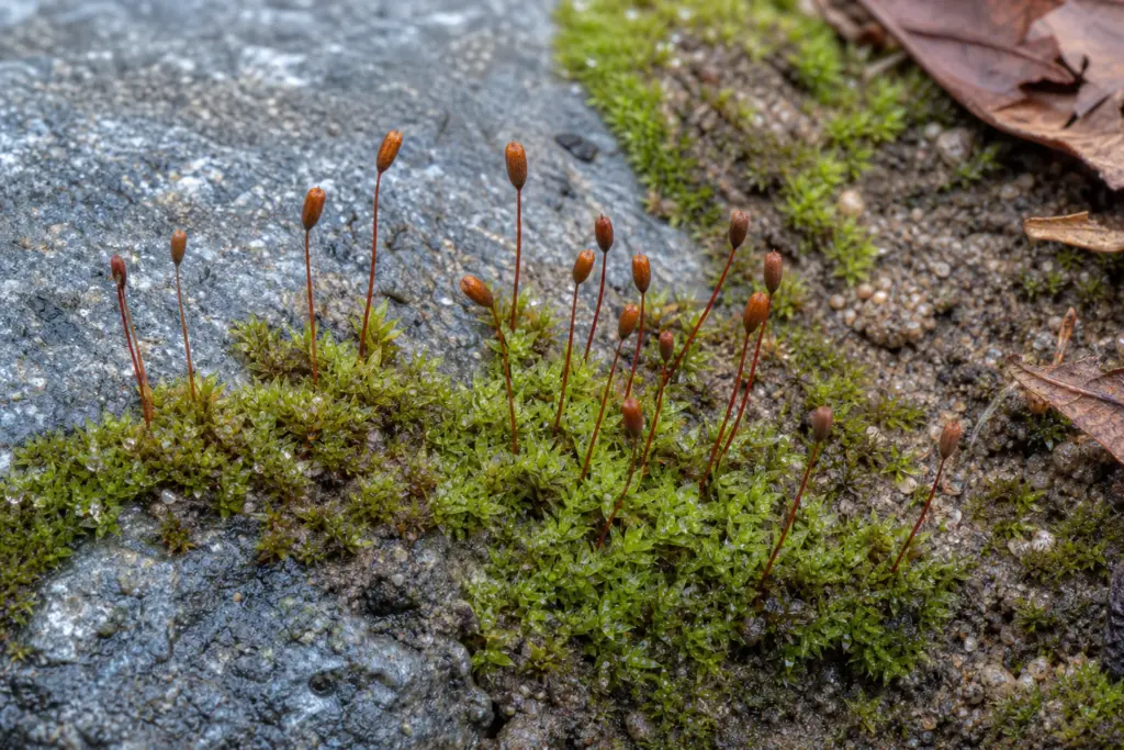 Rust-brown spore capsules rising on slender stalks above green moss on wet stone and soil.