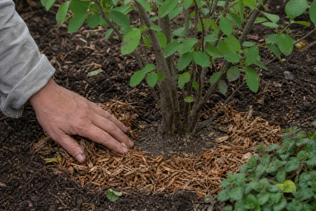 A gardener pulls wood-chip mulch away from the stems of a newly planted multi-stem shrub.