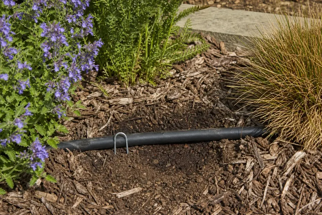 Factory-emitter dripline exposed beneath mulch beside catmint, yarrow, and ornamental grass.