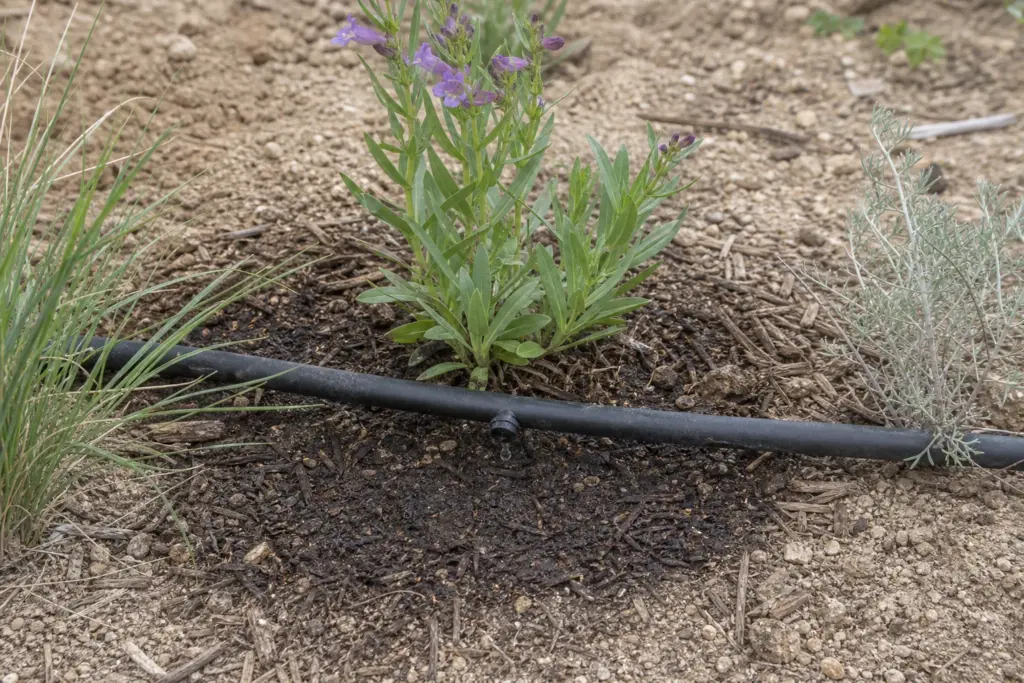 A drip emitter moistens the soil beside a young purple penstemon in a mulched xeriscape bed.