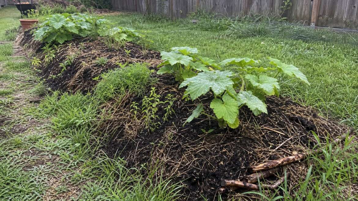How to tune a hugelkultur bed after the logs are buried
