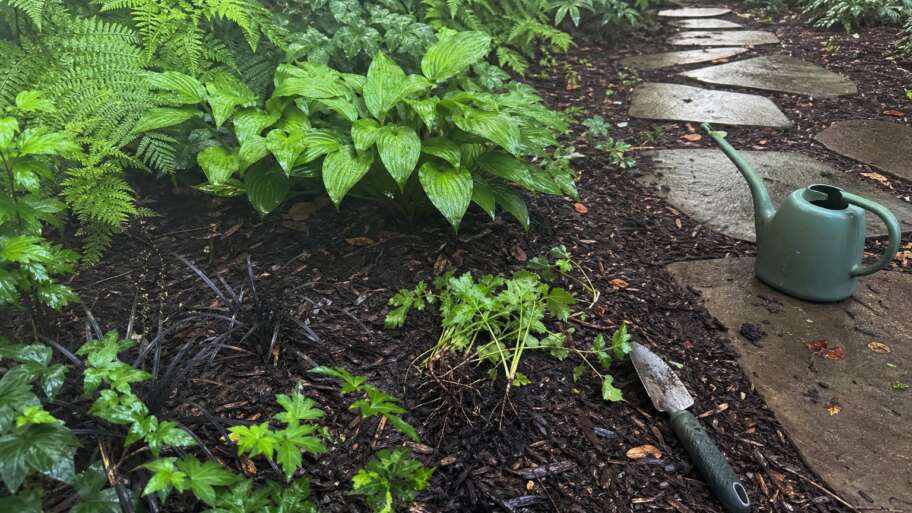 How to keep a game-inspired garden alive