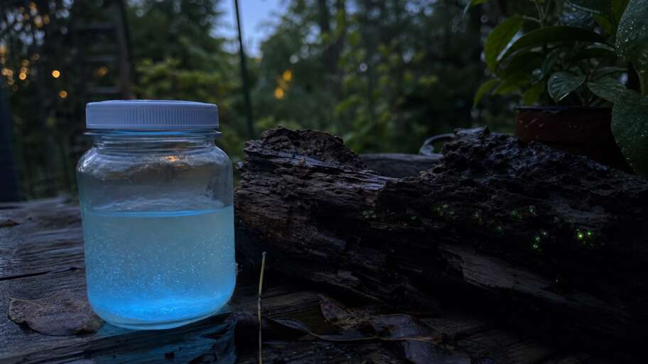 Bioluminescent fungi and algae, with the wonder kept honest