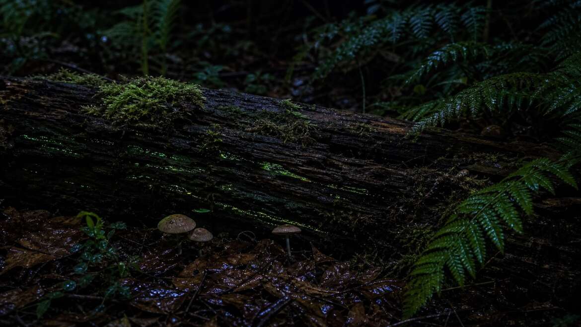 How to care for a bioluminescent garden without the fantasy