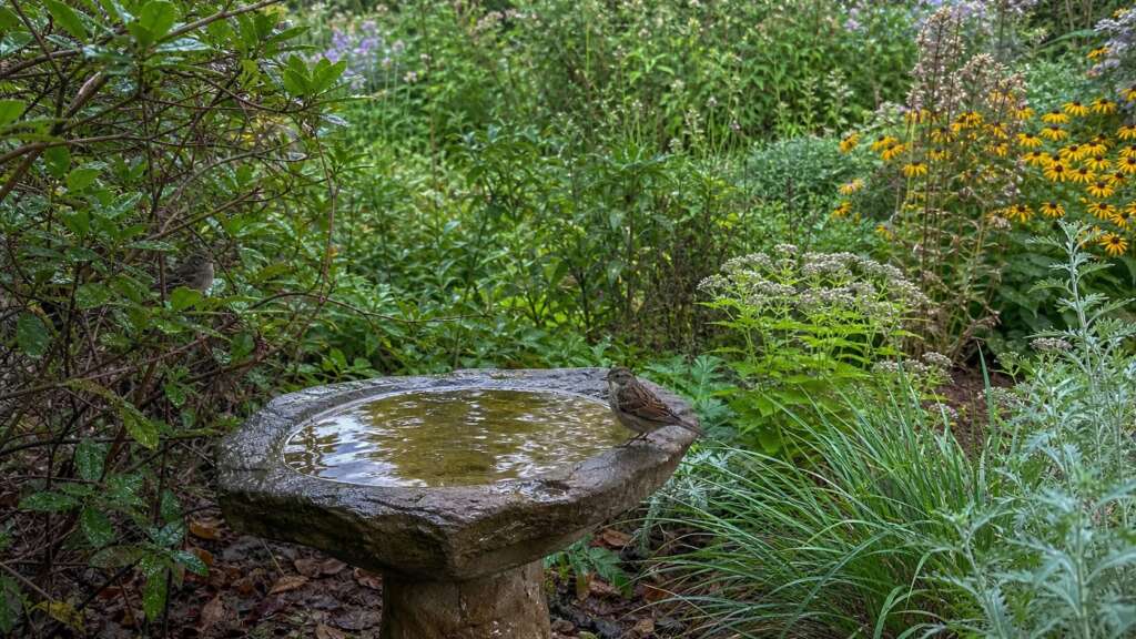 A shallow stone birdbath beside dense shrubs, grasses, and perennials in a bird-friendly garden.
