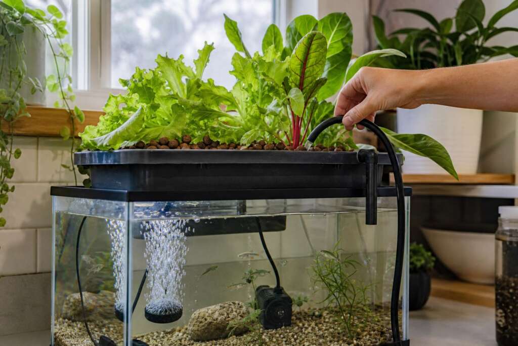 A compact home aquaponic system with leafy greens above a fish tank while a hand checks tubing and aeration.