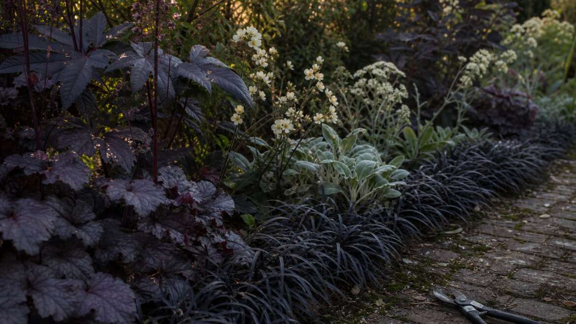 Keeping a dark garden healthy after the drama fades