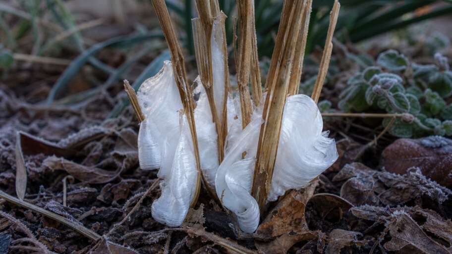 Frost Flowers: Growing a Garden That Blooms in Ice