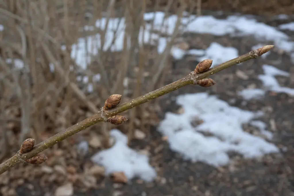 Close view of a dormant forsythia twig with plump paired flower buds and a narrow terminal bud.