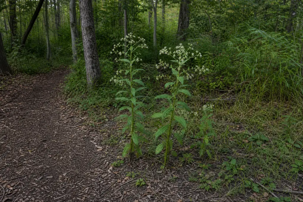 Tall white crownbeard plants with winged stems and loose white flower clusters at a woodland edge.