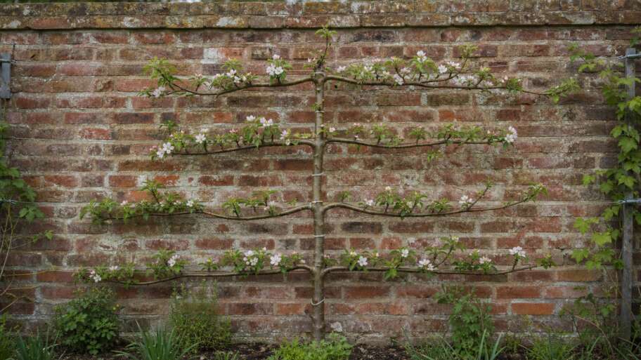 Espalier: Training Fruit Trees into Living Geometry