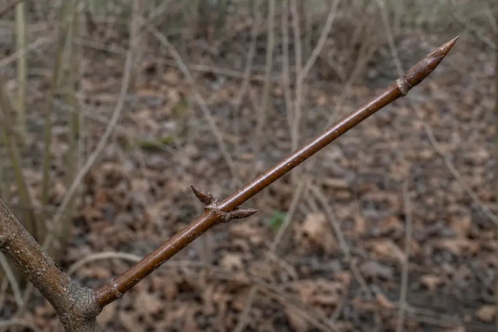Close view of two opposite brown buds and leaf scars on a slender sugar maple twig in winter.