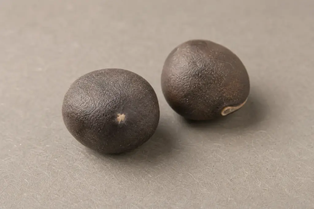 Macro view of a sweet-pea seed with a tiny pale scarified spot beside an untreated seed.