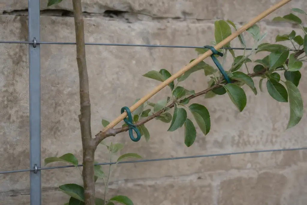 Young apple lateral tied loosely to an angled bamboo cane above a horizontal espalier wire.