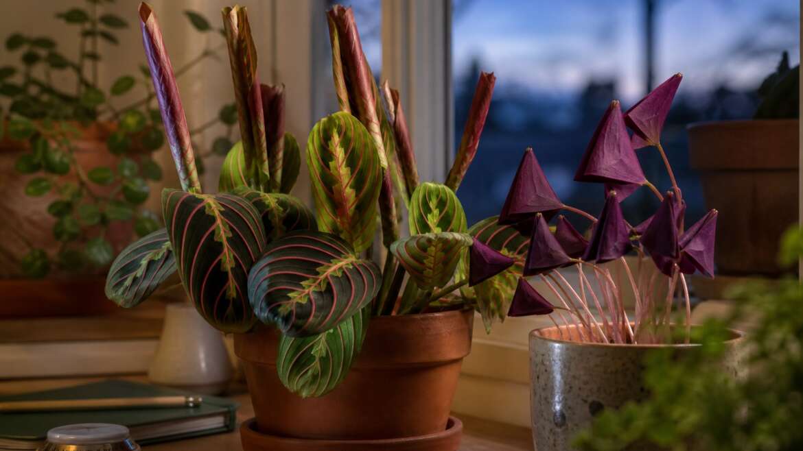 The sleepy garden: why plants fold their leaves at night