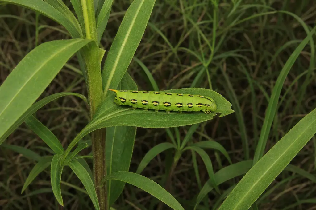 Green white-lined sphinx caterpillar feeding on an evening-primrose leaf.