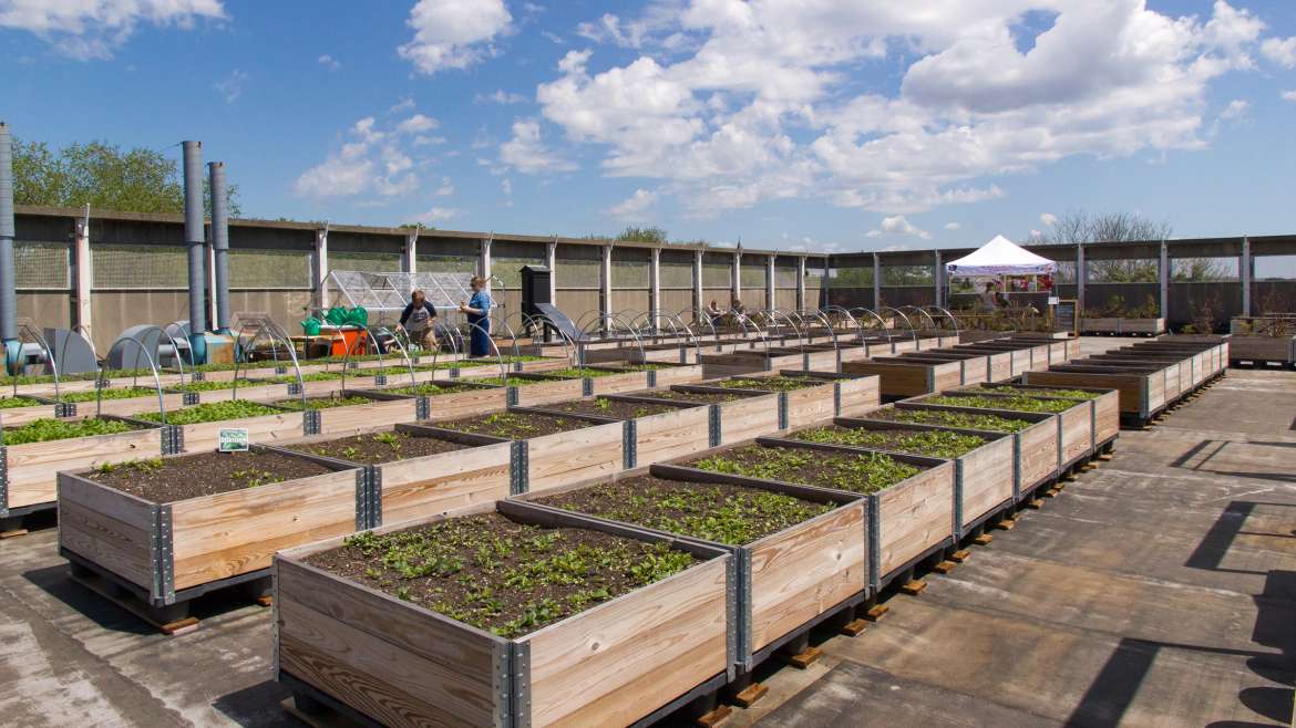 Skyward Sanctuary: Nurturing and Sustaining Your Rooftop Haven