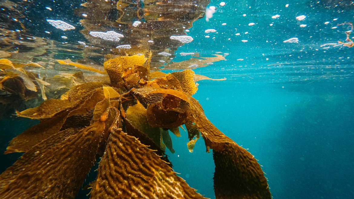 Underwater Wonders: Dive into Seaweed Gardening