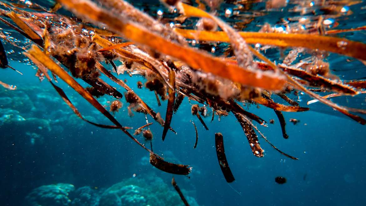 Seaweed Farming Secrets: Mastering Underwater Gardening