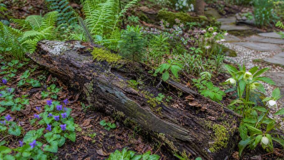 How nurse logs turn fallen wood into a garden nursery