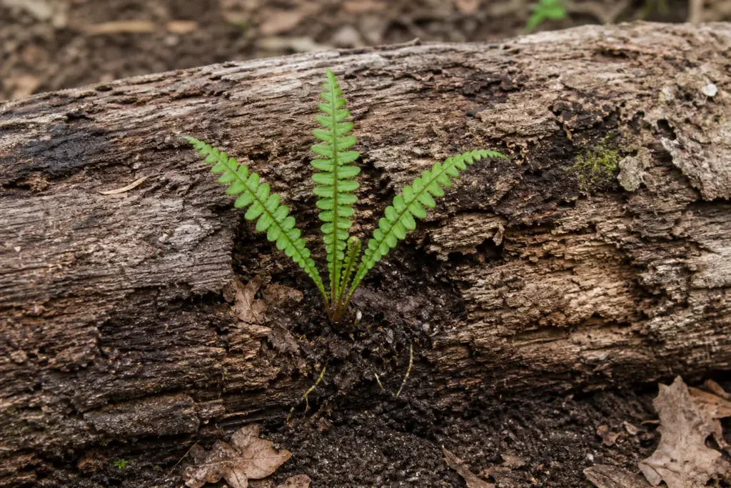 Small woodland fern rooted in leaf mold inside a fissure of a decaying log, with fine roots continuing toward soil.