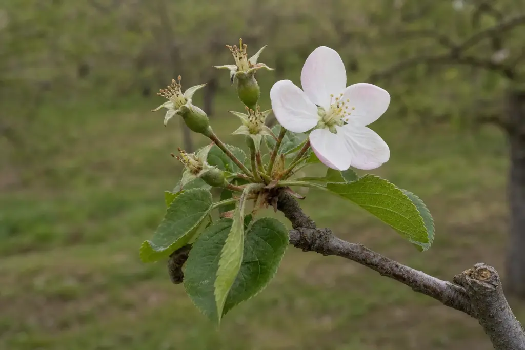An apple blossom cluster at petal fall with tiny green fruitlets and a few remaining pale petals.