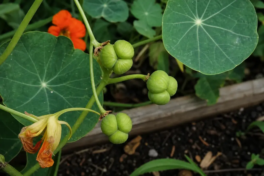 Young three-segmented green nasturtium fruits attached beneath round leaves