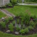 How a rain garden turns runoff into a living sponge